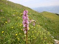 005_Kamor_Juni 2012